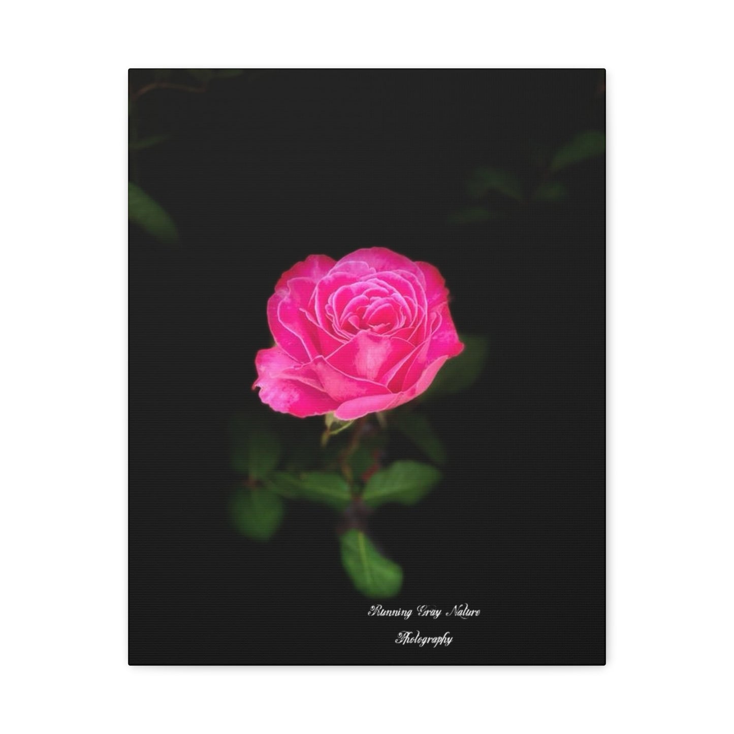 A Pink Peace Rose Matte Canvas, Stretched, 1.25"