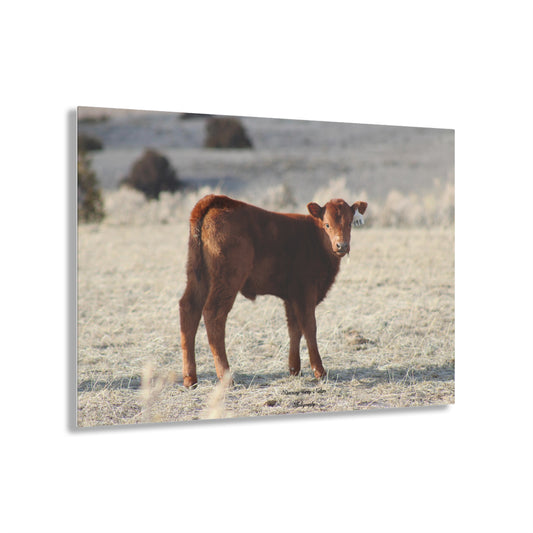 Baby Calf 198 Acrylic Prints