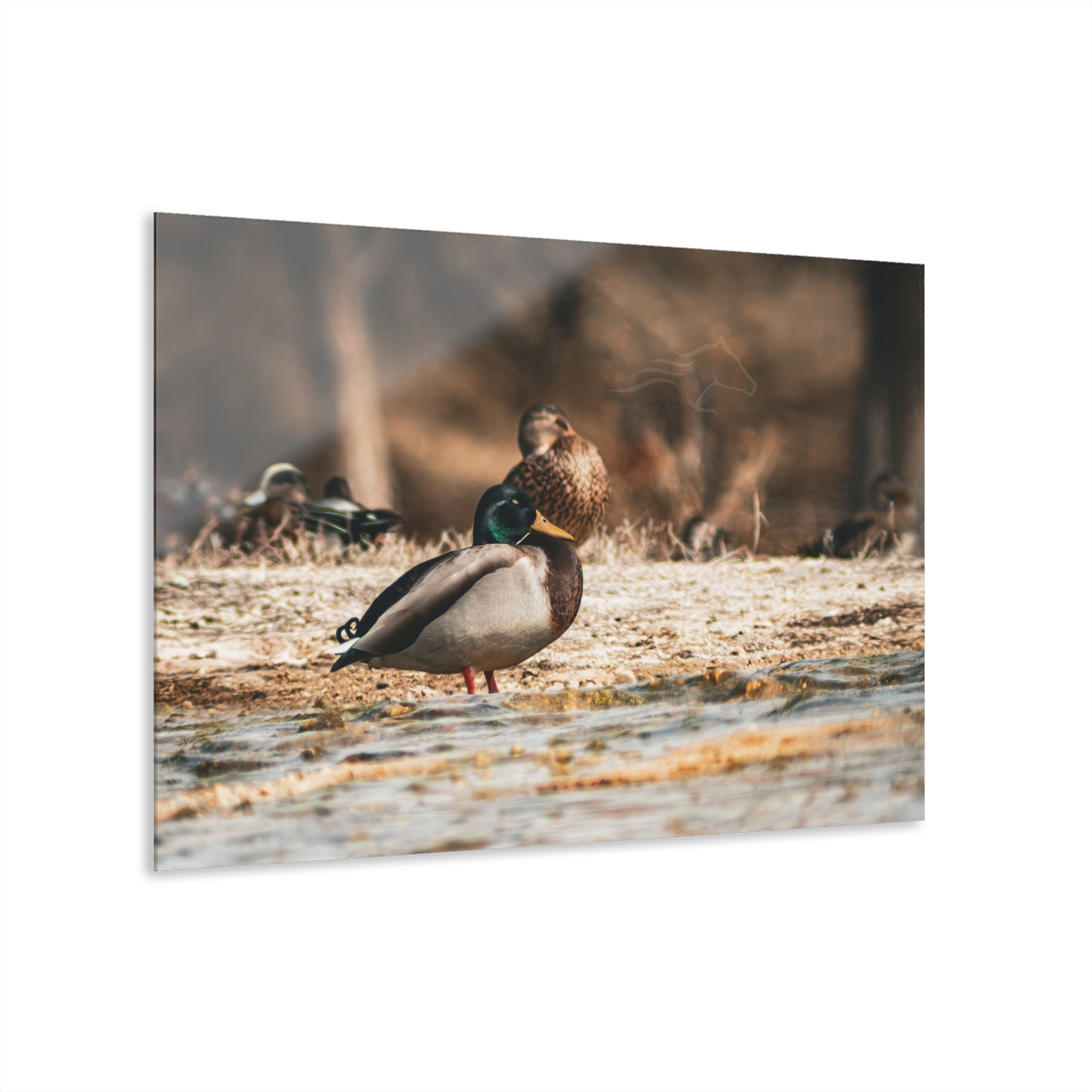 Nature-Inspired Duck Acrylic