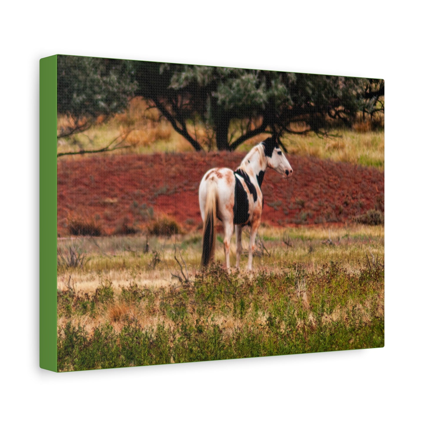 Painted Horse Canvas