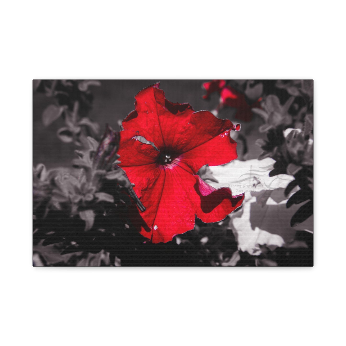 Black and Red Flower Canvas