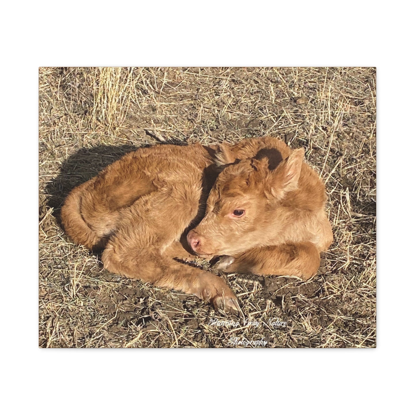 Baby Calf Matte Canvas, Stretched, 1.25"