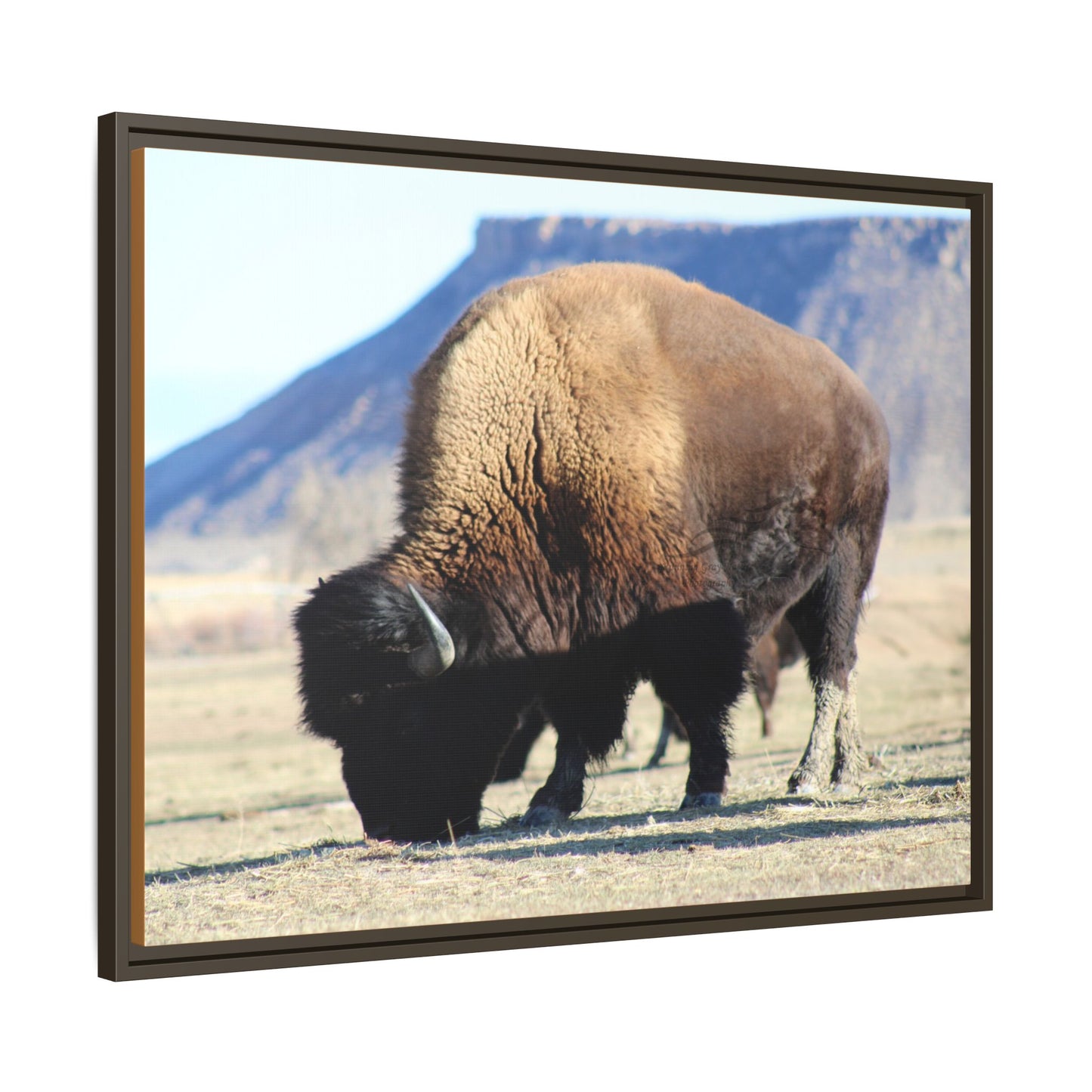 Big Daddy Buffalo Framed Canvas