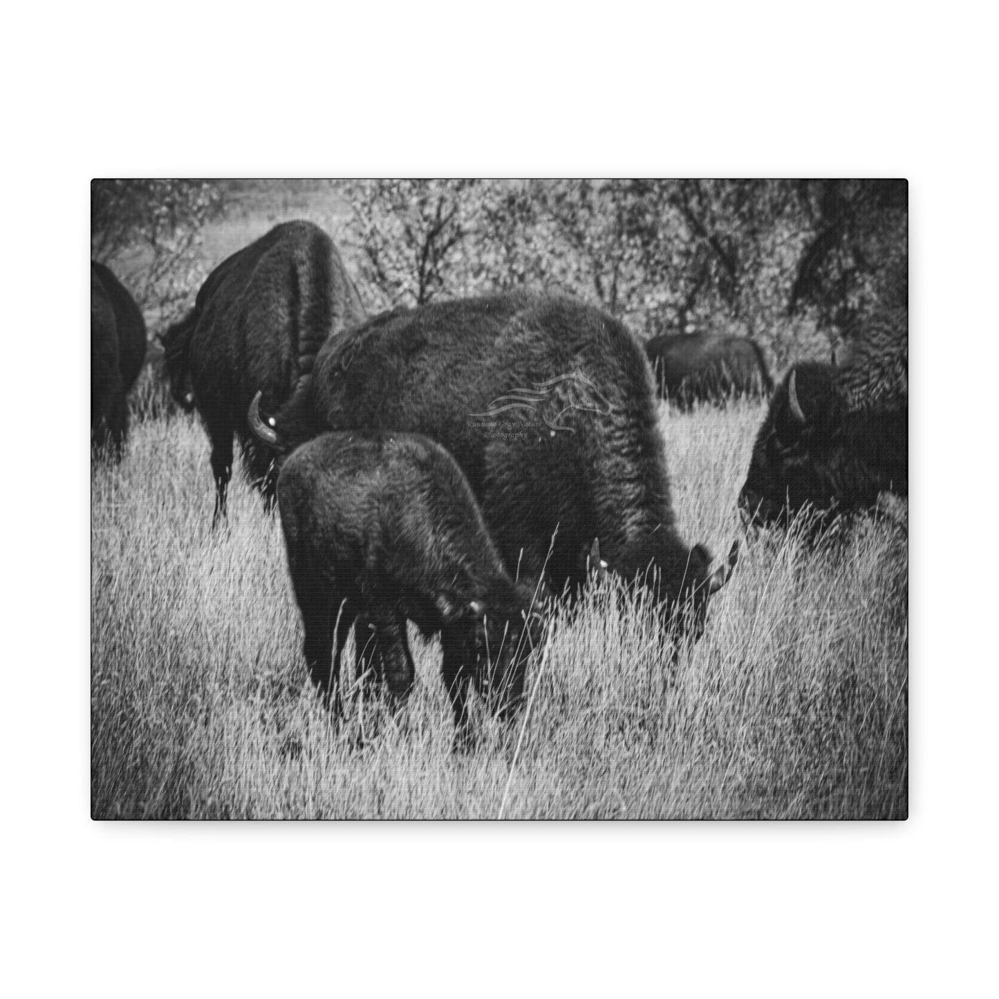 Black and White Buffalo Canvas
