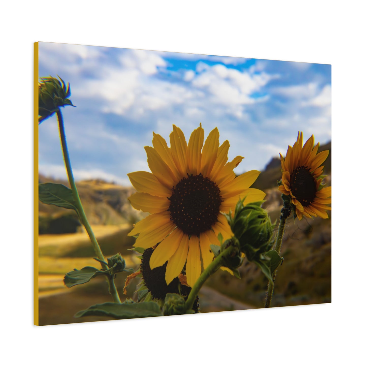 Sunflower Canvas