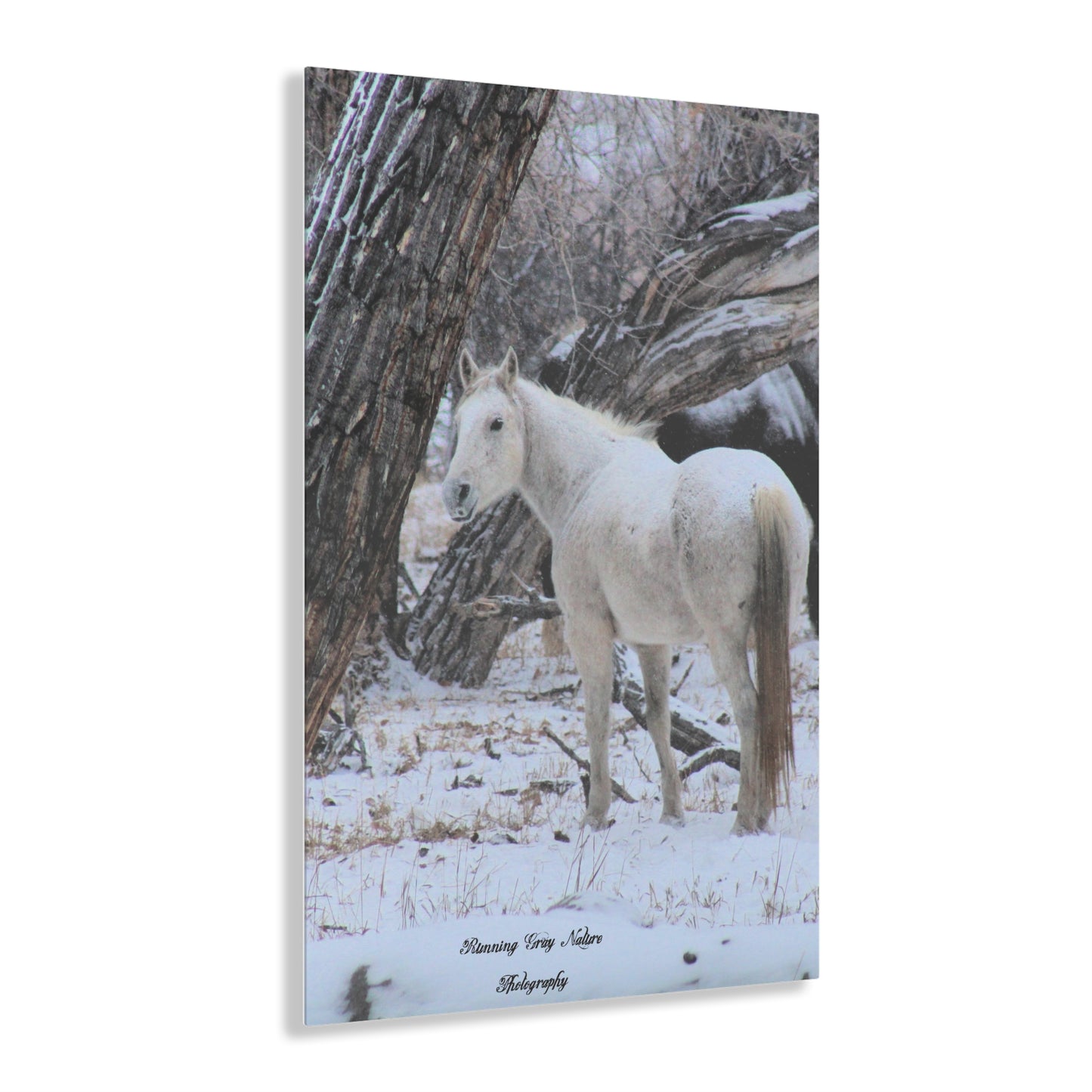 Winter White Horse Acrylic Prints