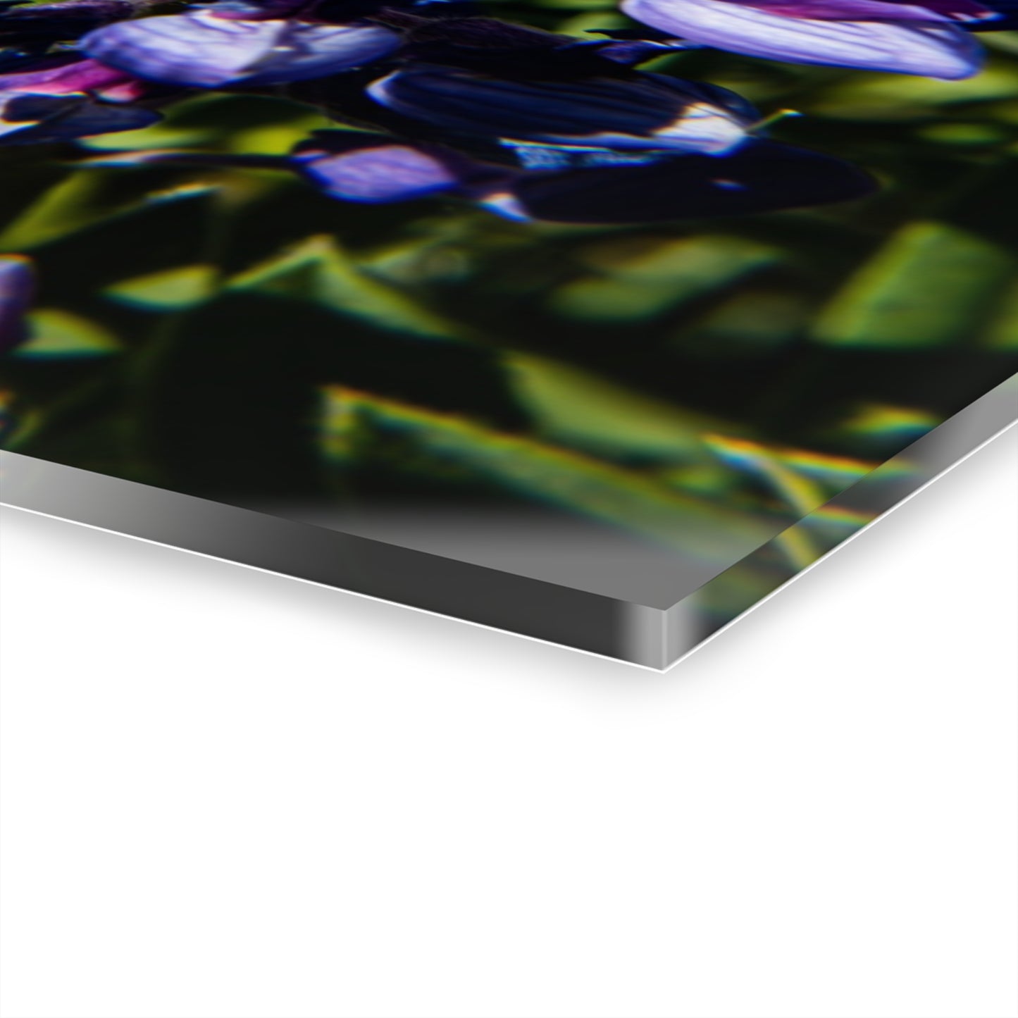 Arctic Lupine Acrylic