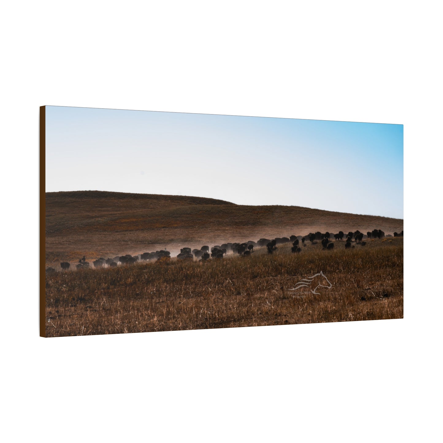 Buffalo Herd Canvas