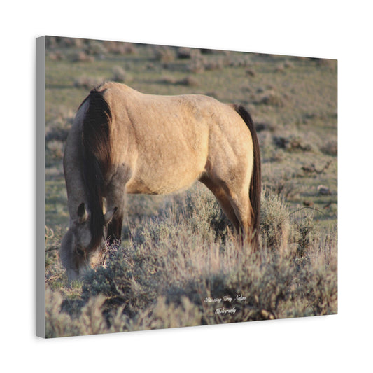 Buckskin Matte Canvas, Stretched, 1.25"