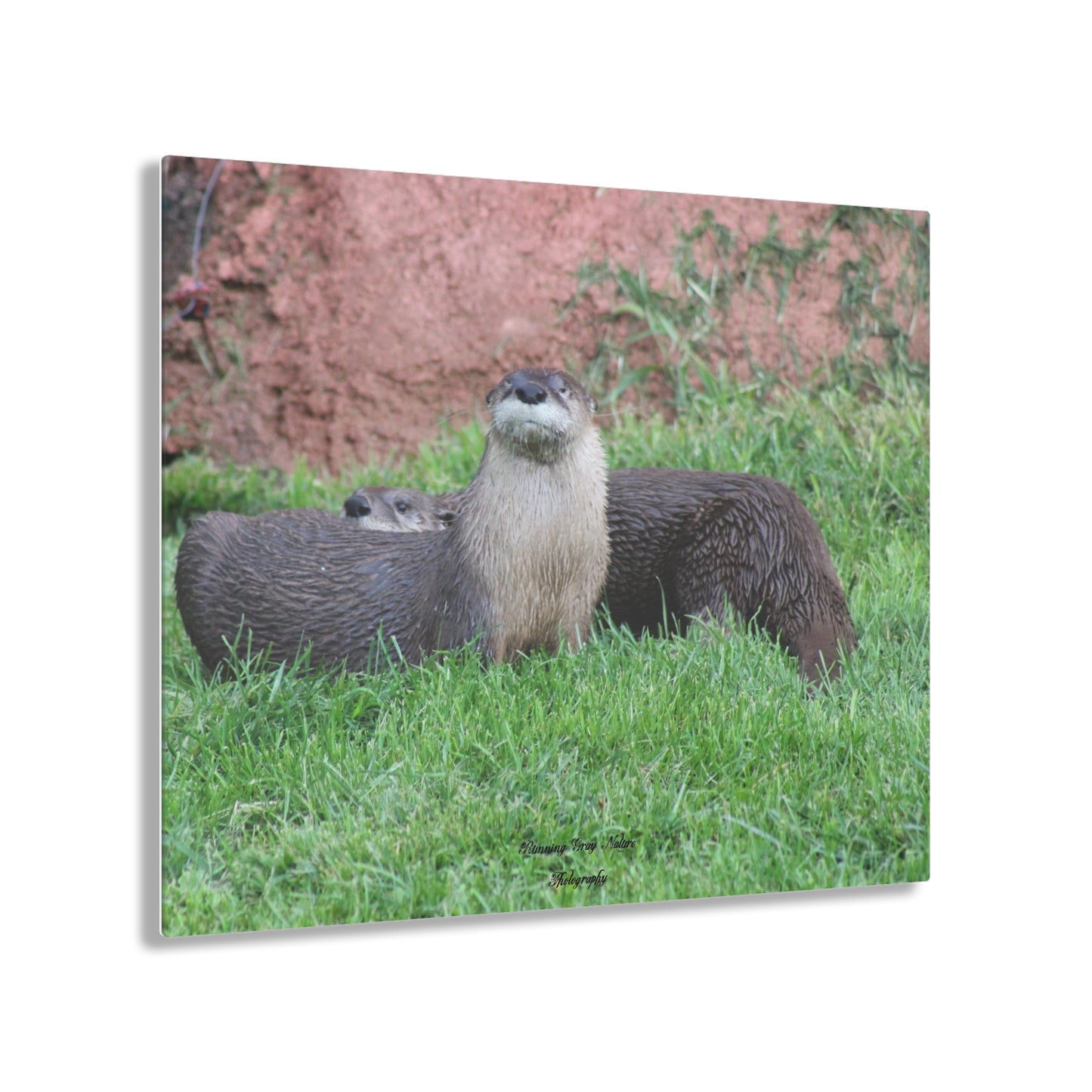 Otters Acrylic Prints