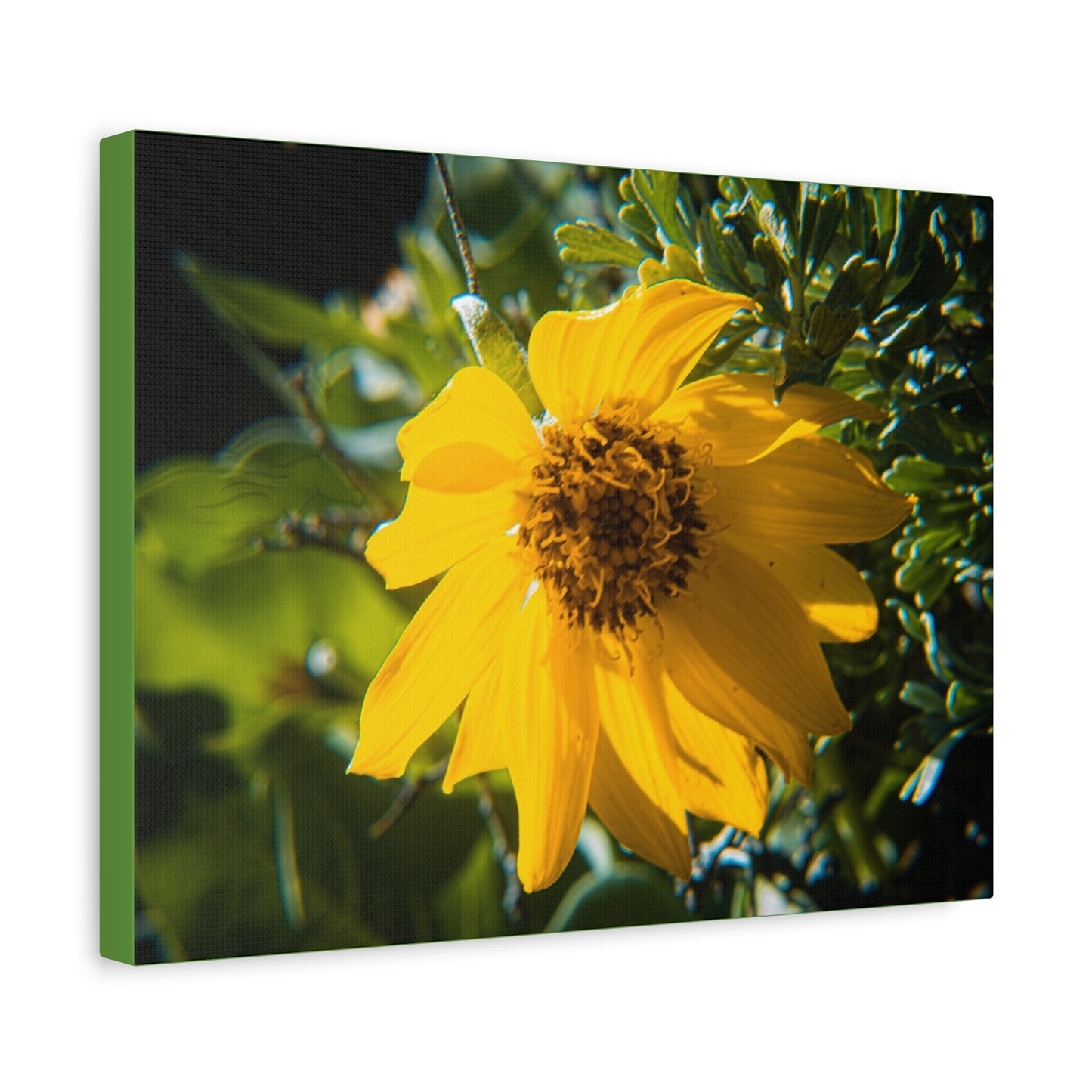 Arrowleaf Balsamroot Canvas