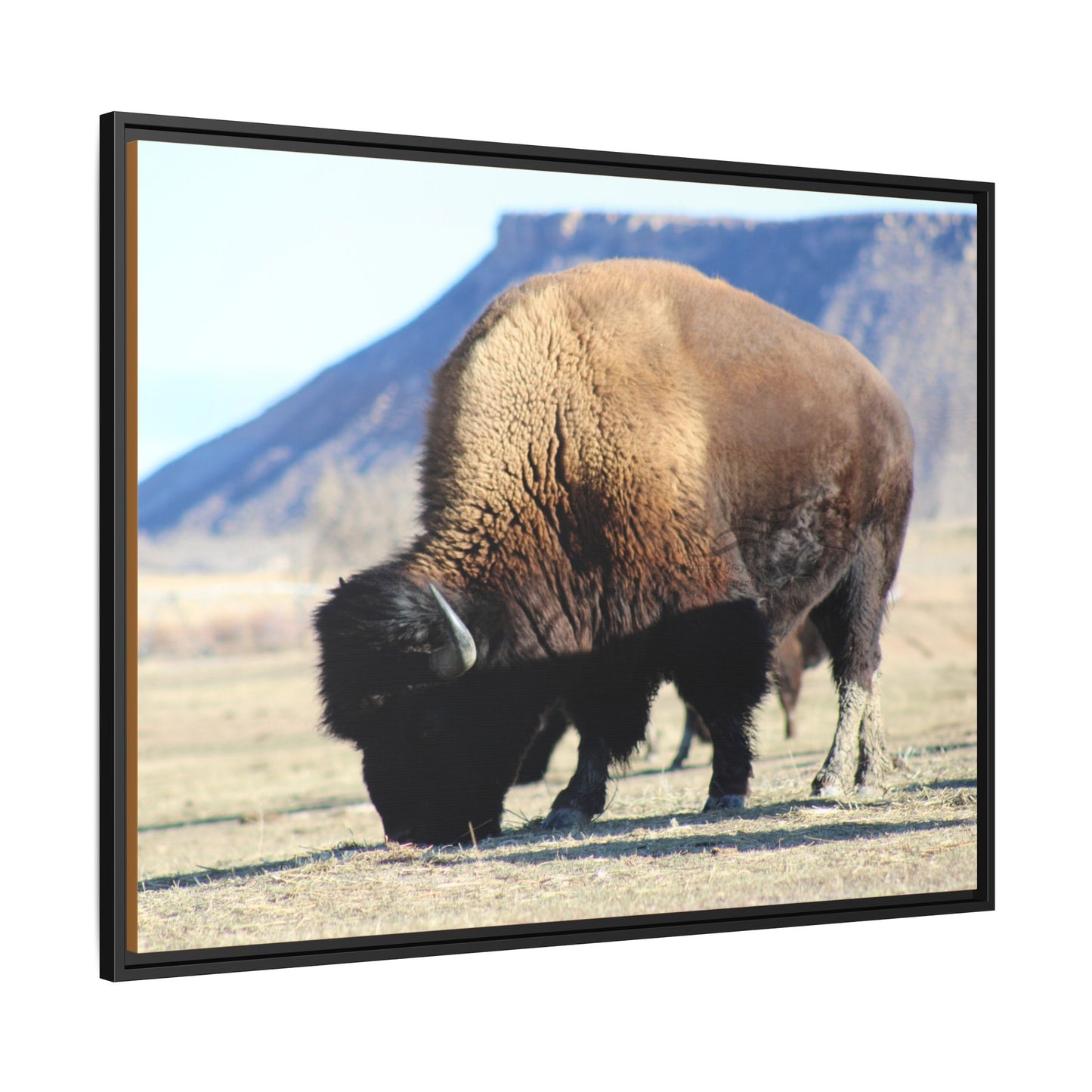 Big Daddy Buffalo Framed Canvas