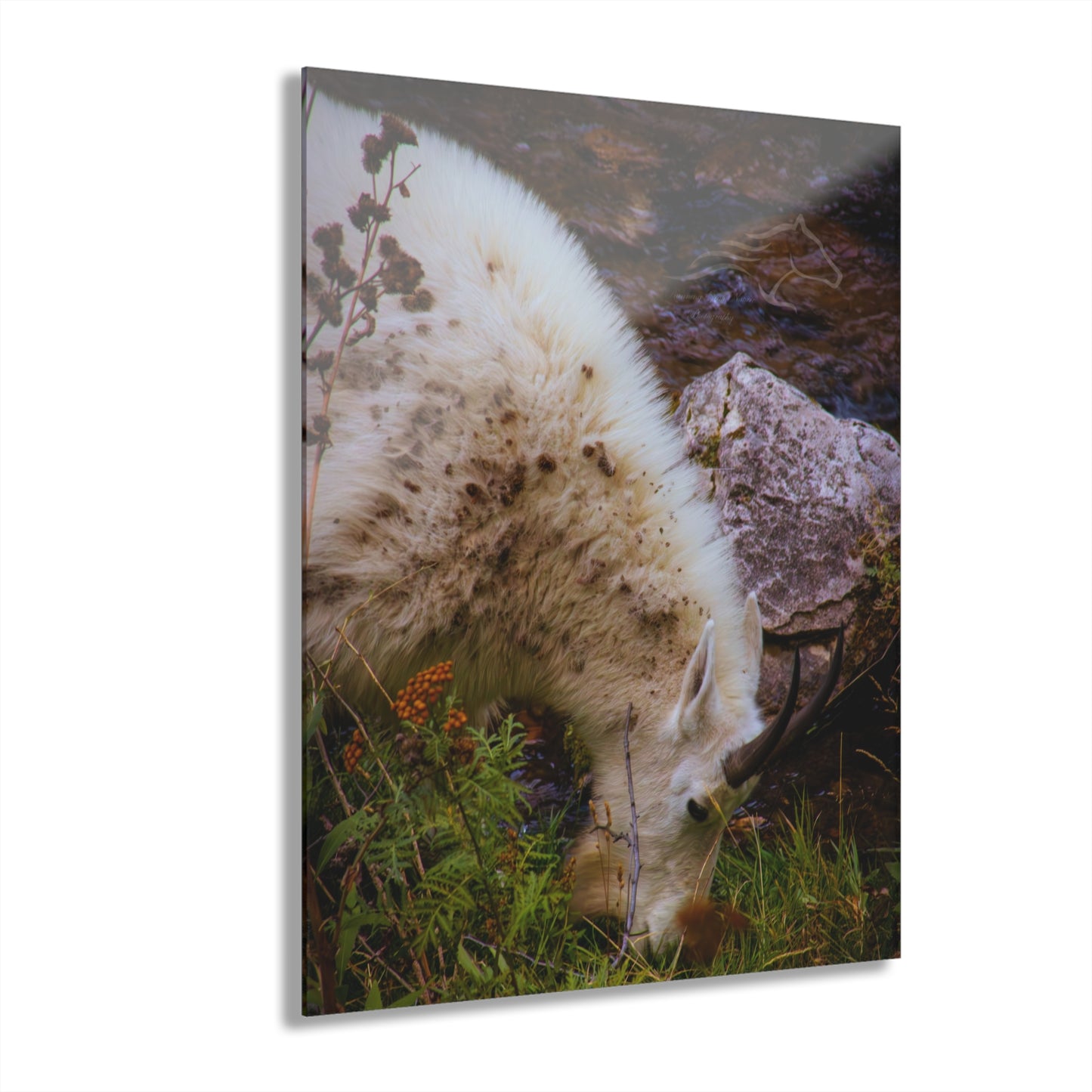 Mountain Goat Acrylic