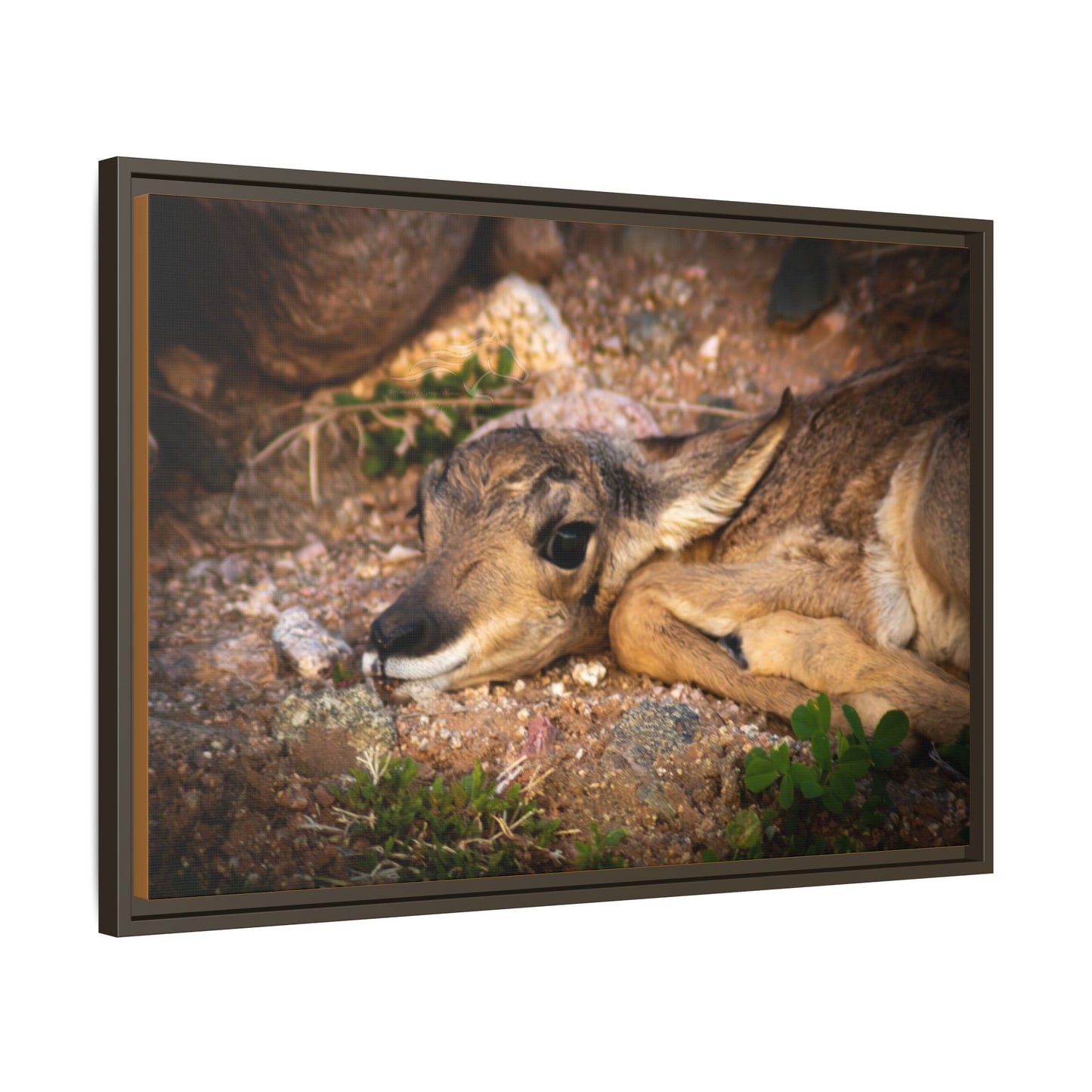 Baby Antelope Framed Canvas