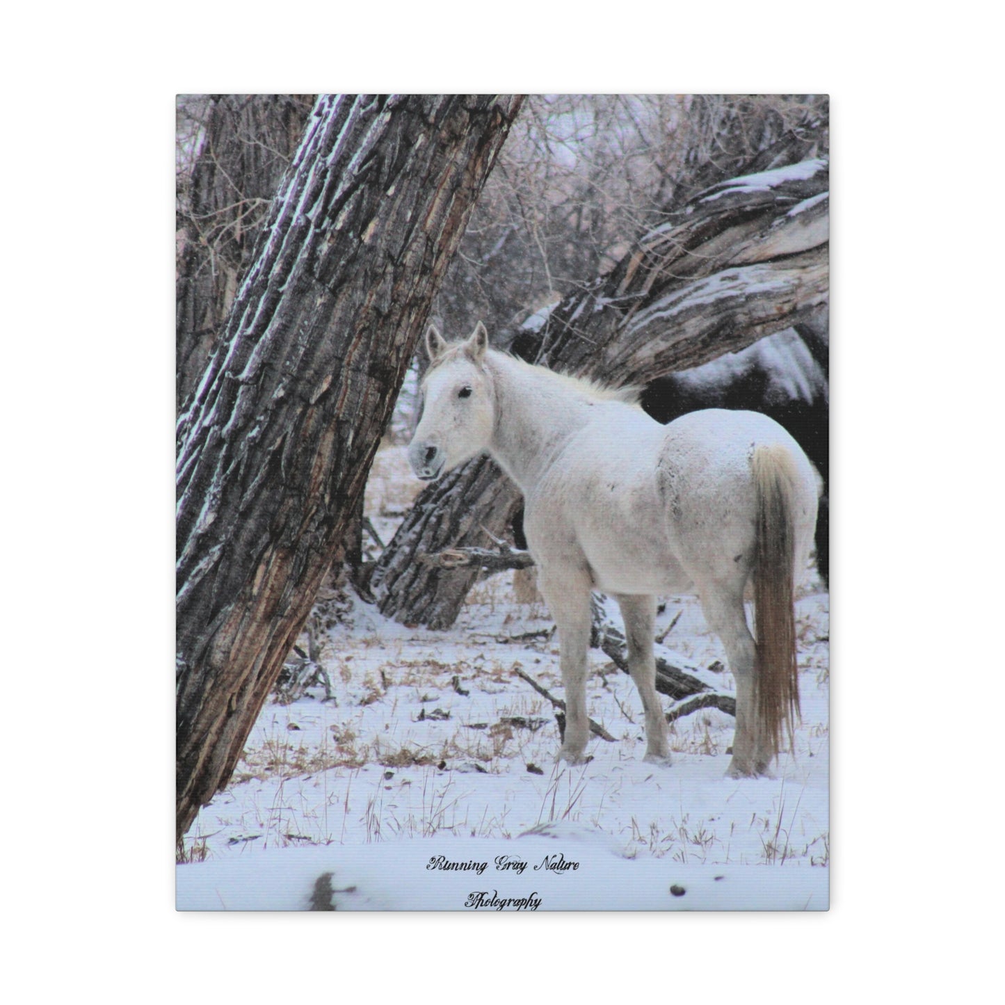 Winter White Horse Matte Canvas, Stretched, 1.25"