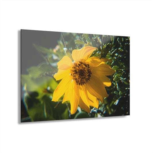 Arrowleaf Balsamroot Acrylic