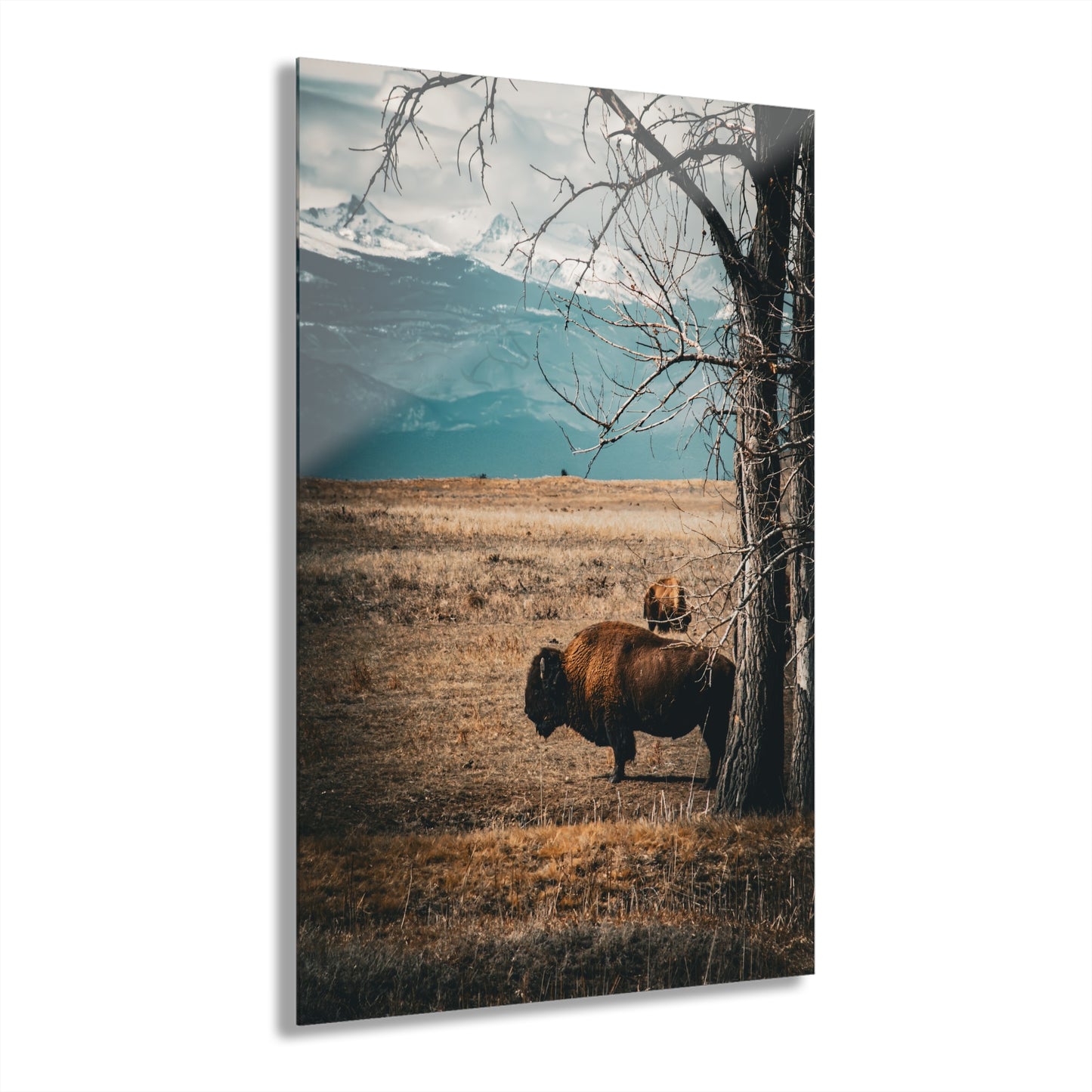 Rustic Bison Mountain Acrylic