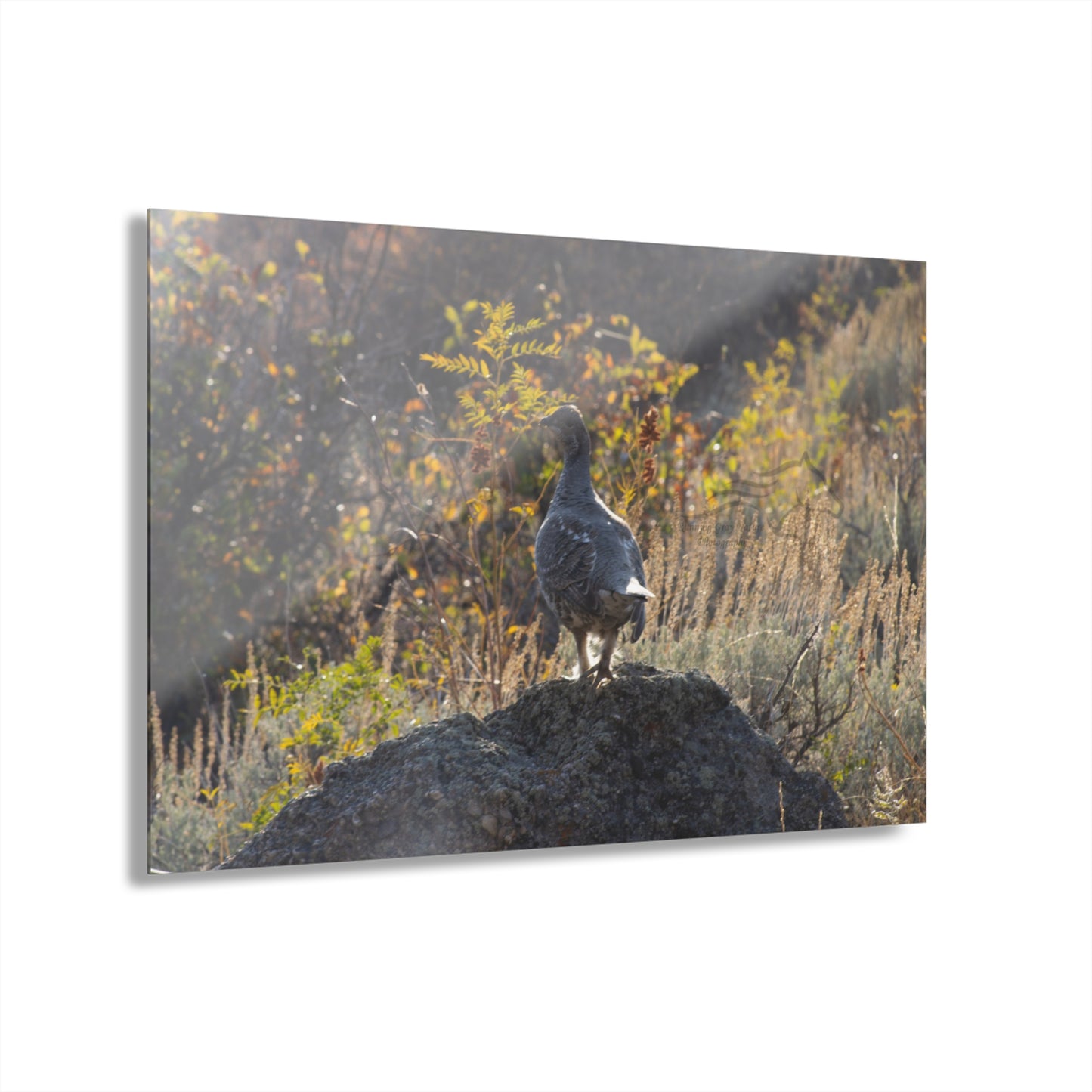 Wyoming Sage Grouse Acrylic