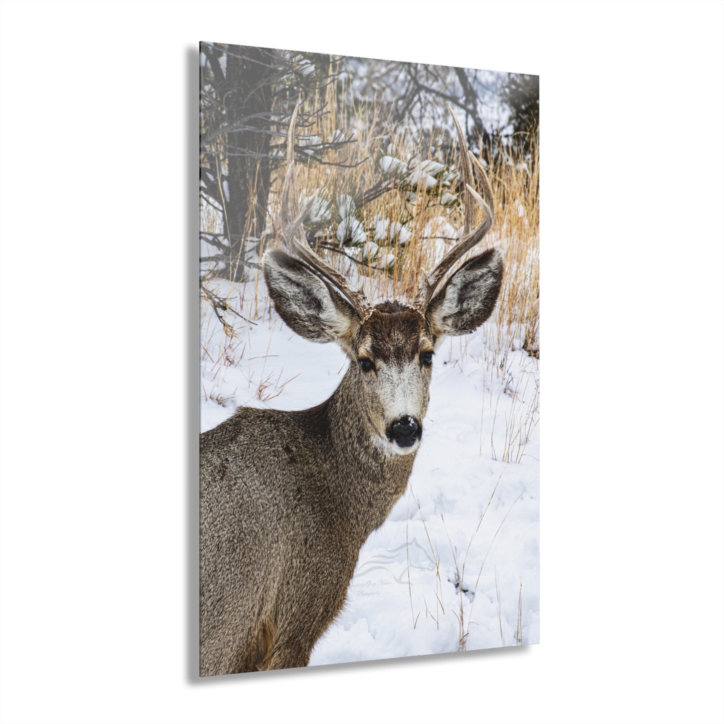 Deer Antlers in February Acrylic