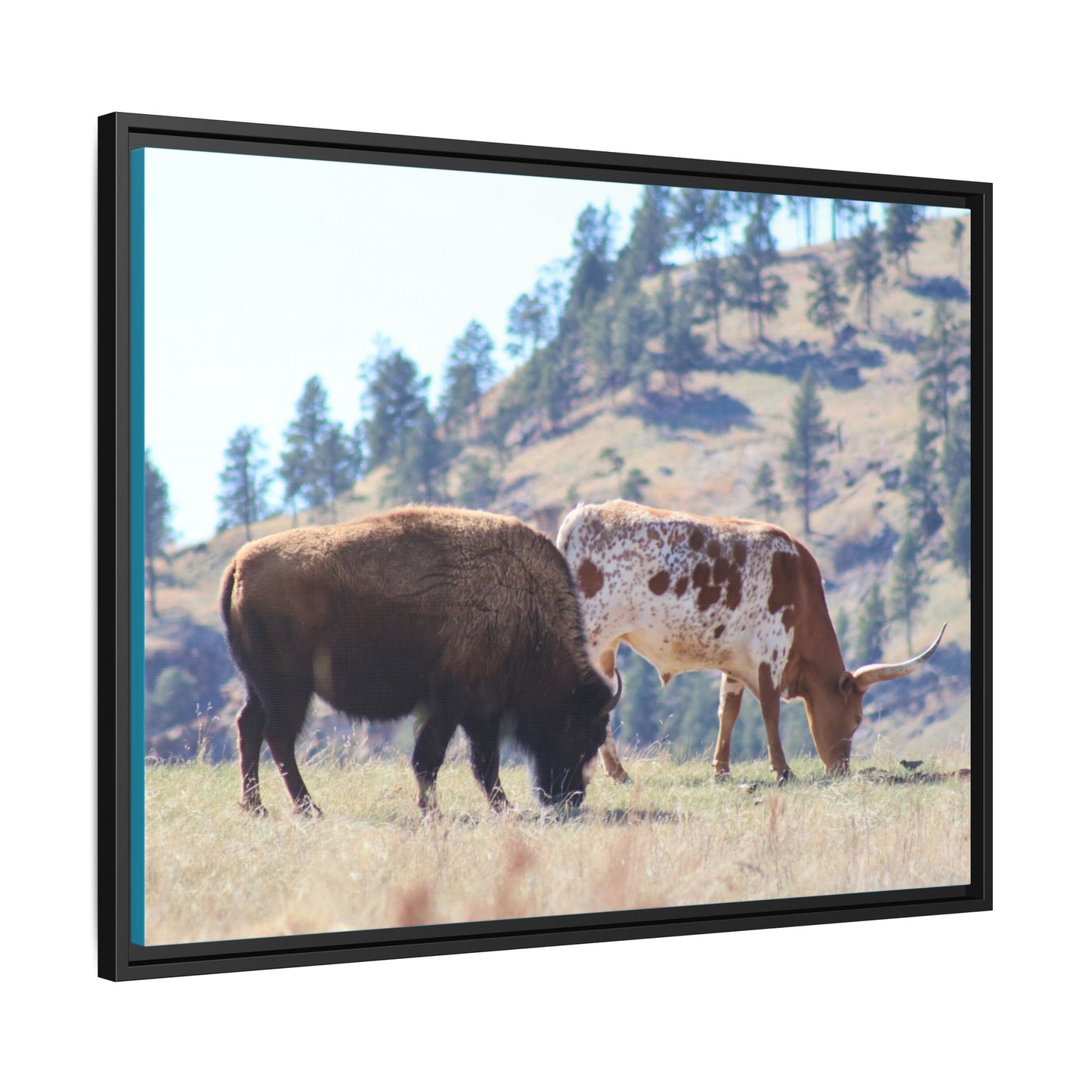 Long Horn and Buffalo Framed Canvas