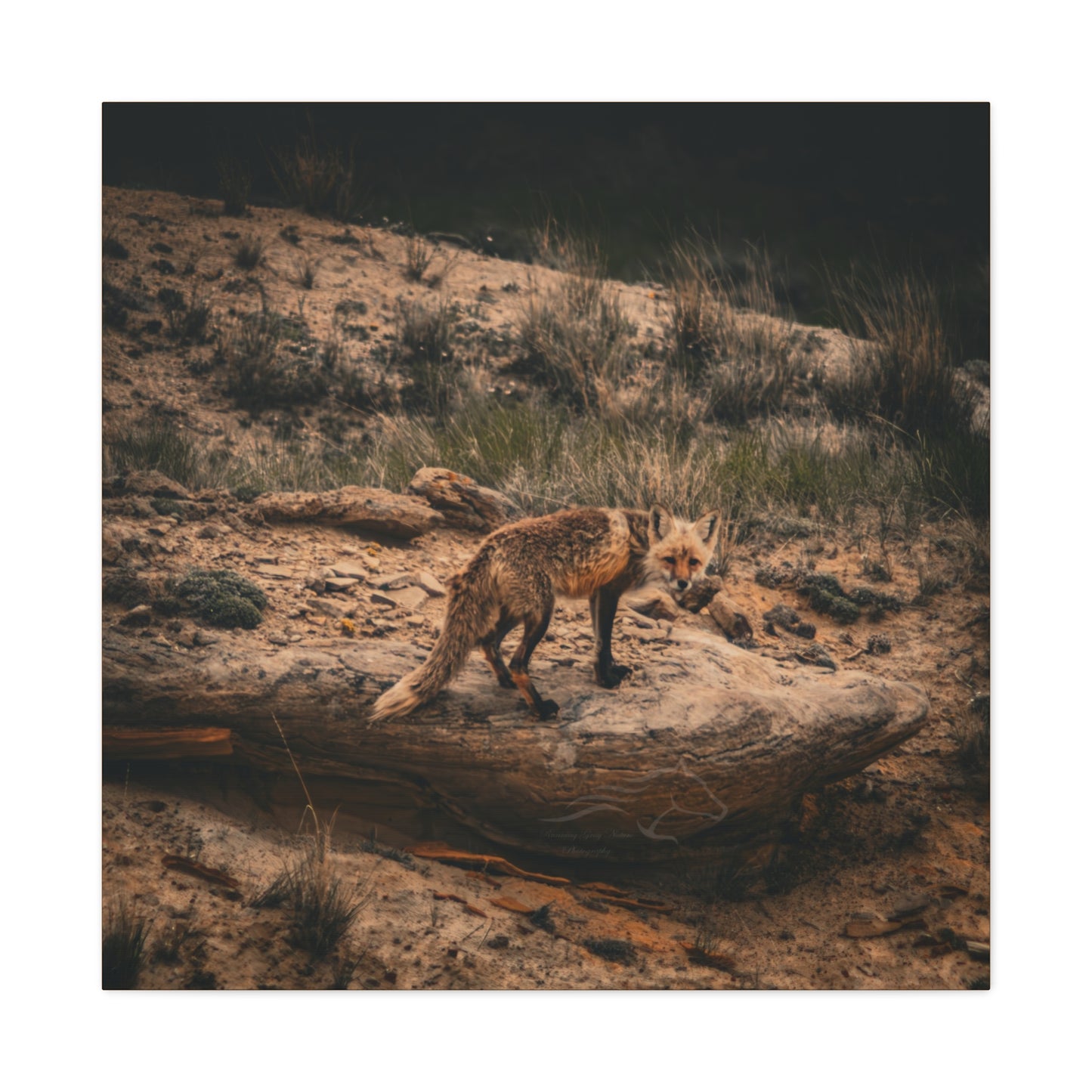 Rustic Fox Canvas