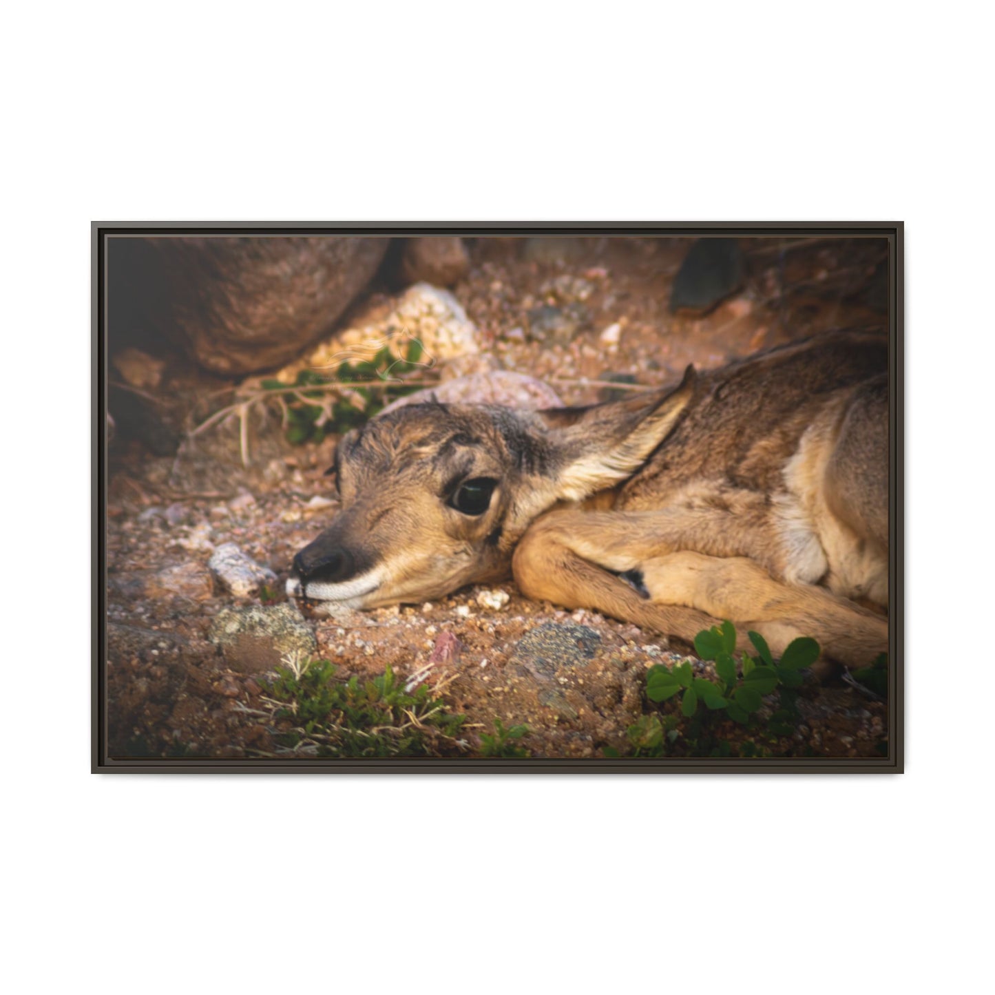 Baby Antelope Framed Canvas
