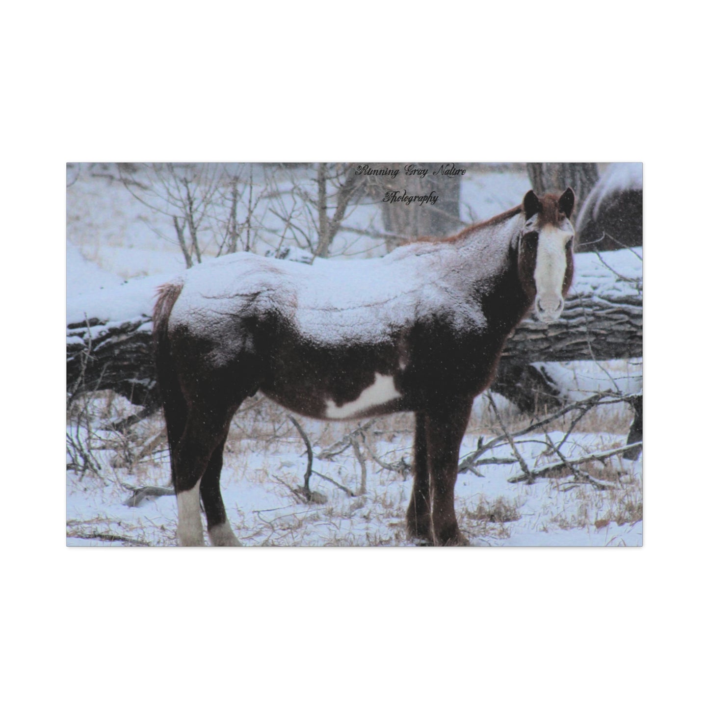 Snow Blanket Horse Matte Canvas, Stretched, 1.25"