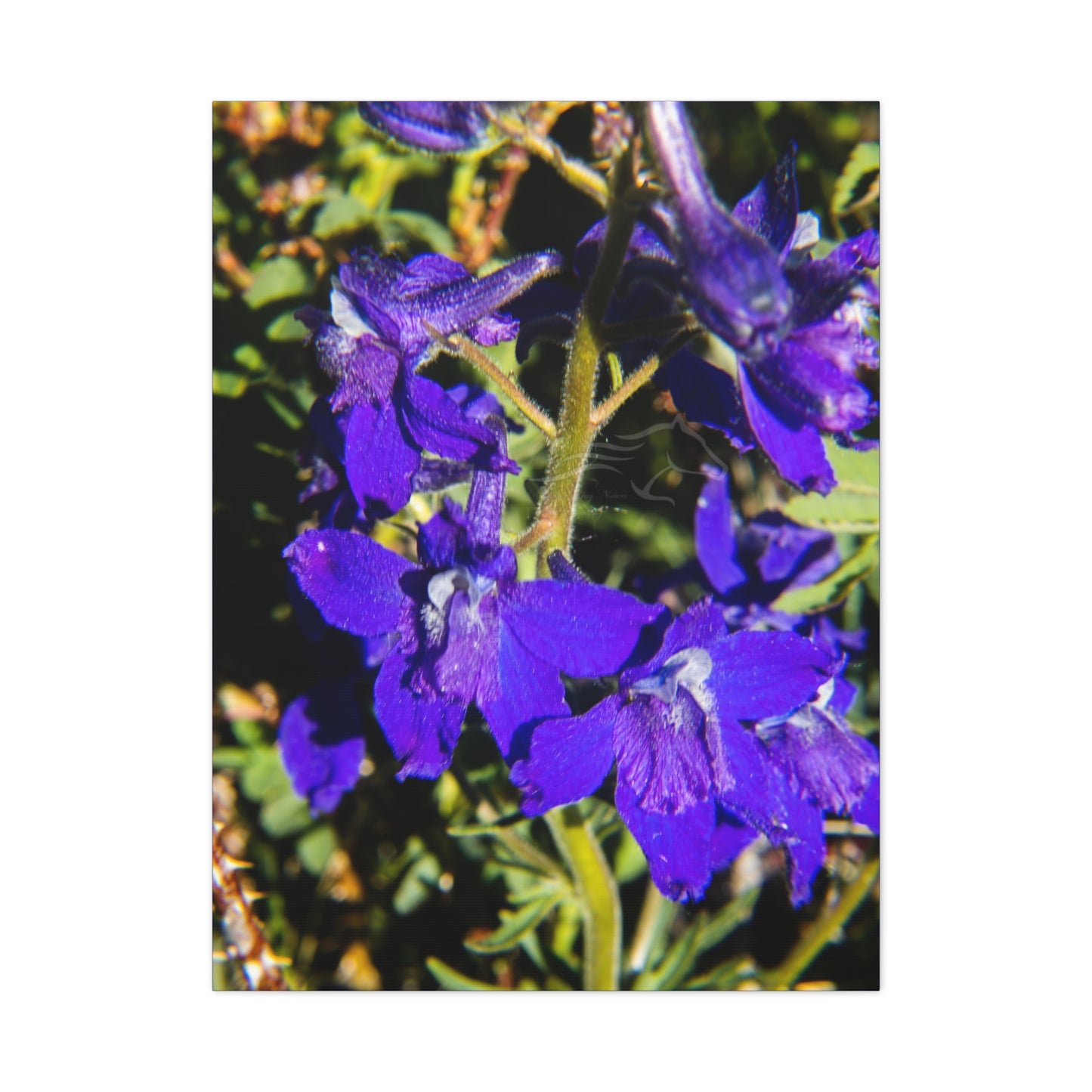 Royal Larkspar Canvas