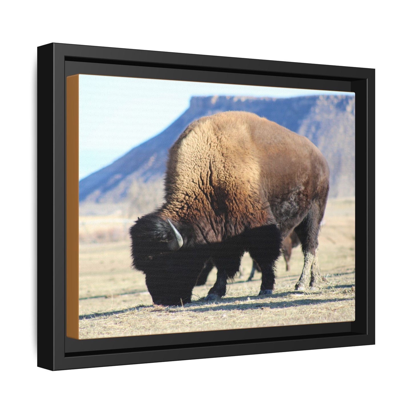 Big Daddy Buffalo Framed Canvas