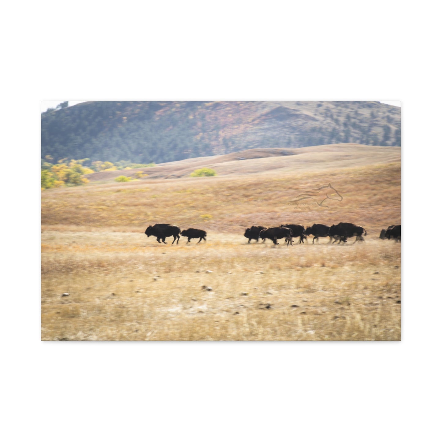 Beginning Buffalo Herd Canvas