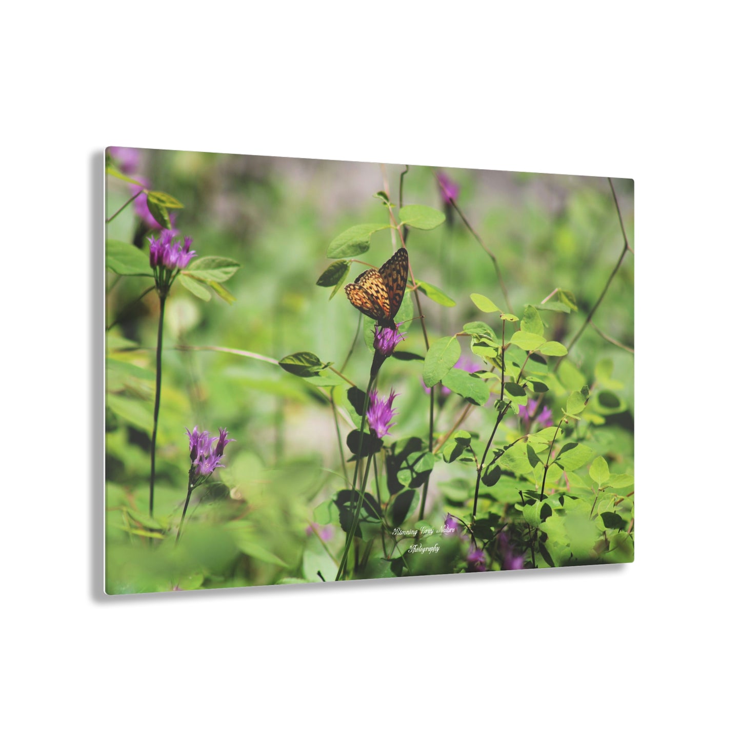 Butterfly Acrylic Prints