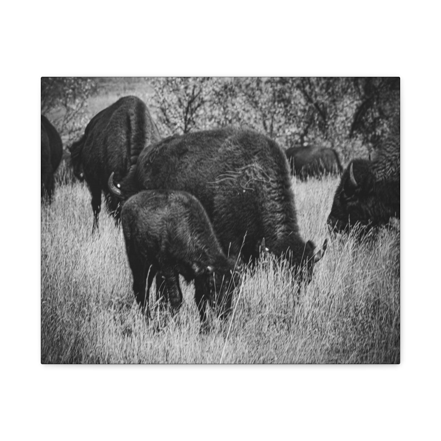 Black and White Buffalo Canvas