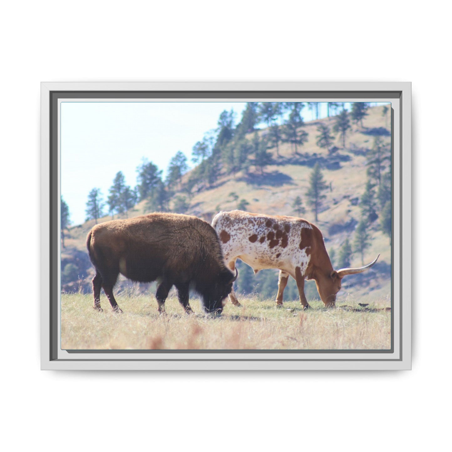 Long Horn and Buffalo Framed Canvas