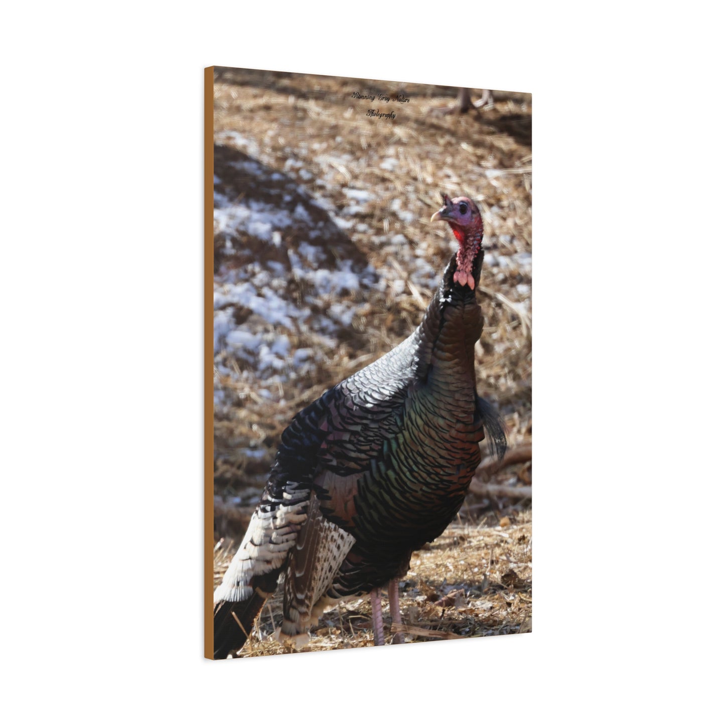 Colorful Turkey Matte Canvas, Stretched, 1.25"