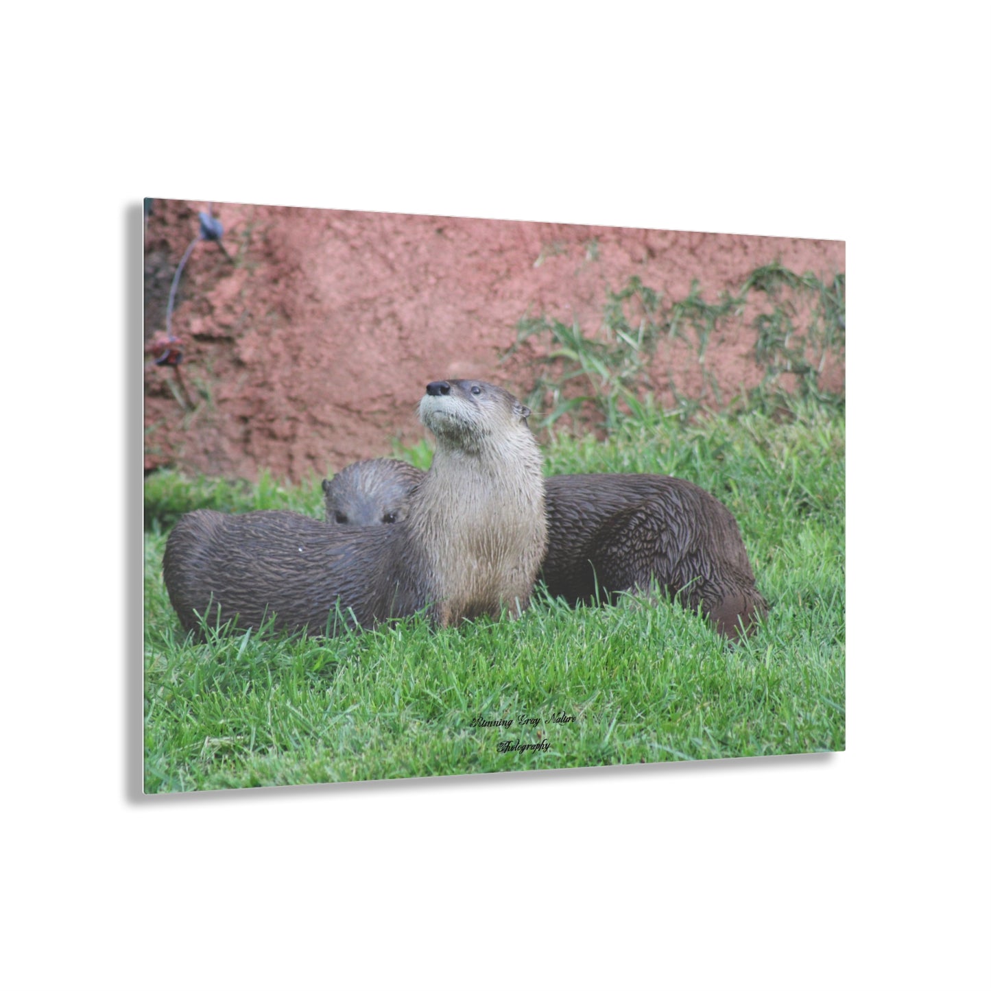 Otter Stare Acrylic Prints