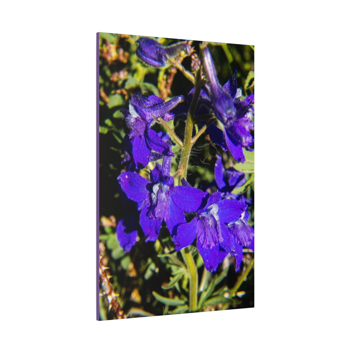 Royal Larkspar Canvas