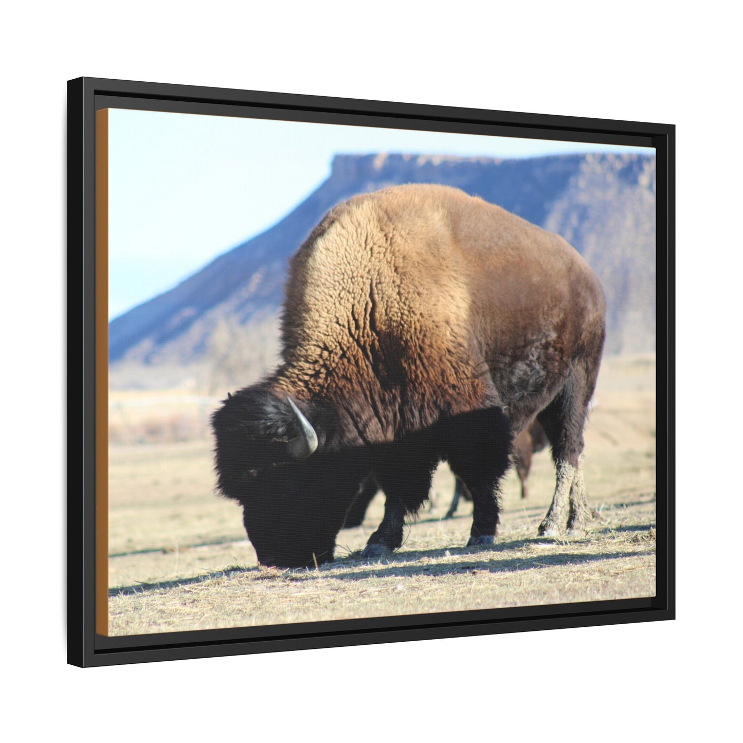 Big Daddy Buffalo Framed Canvas