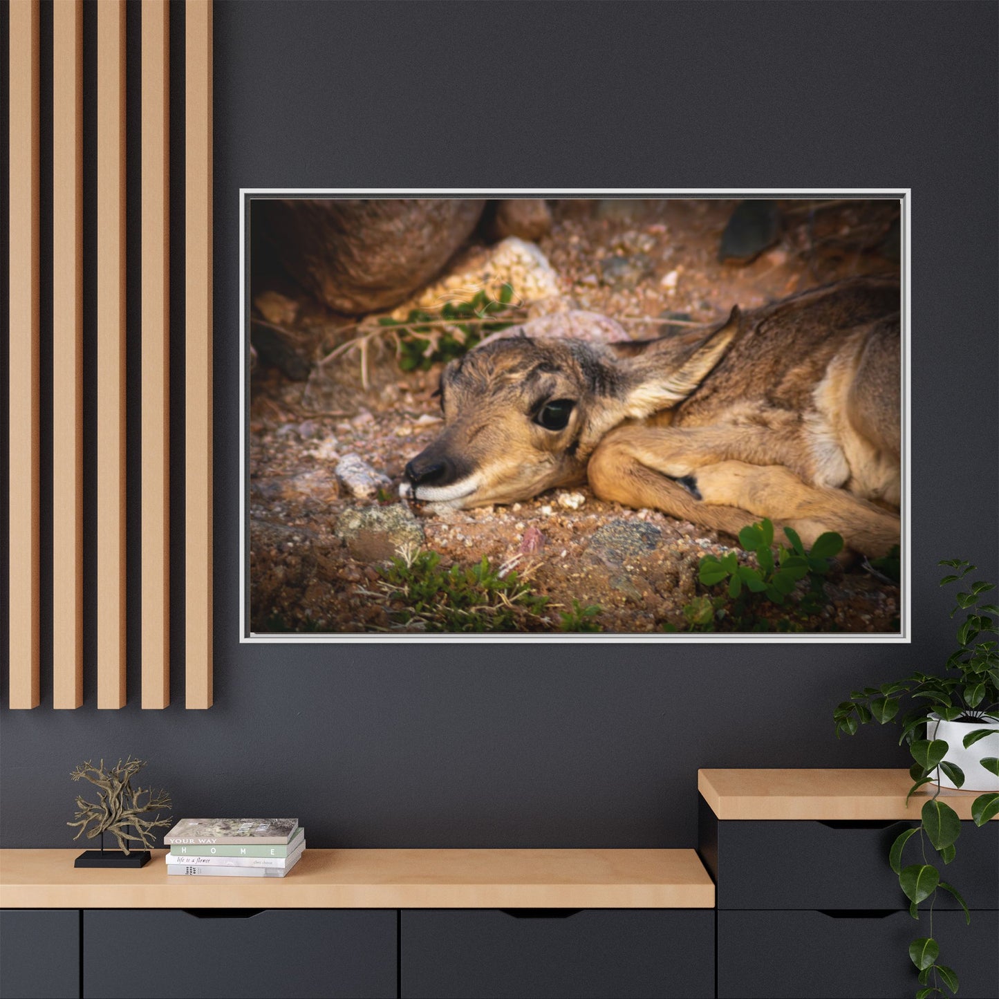 Baby Antelope Framed Canvas