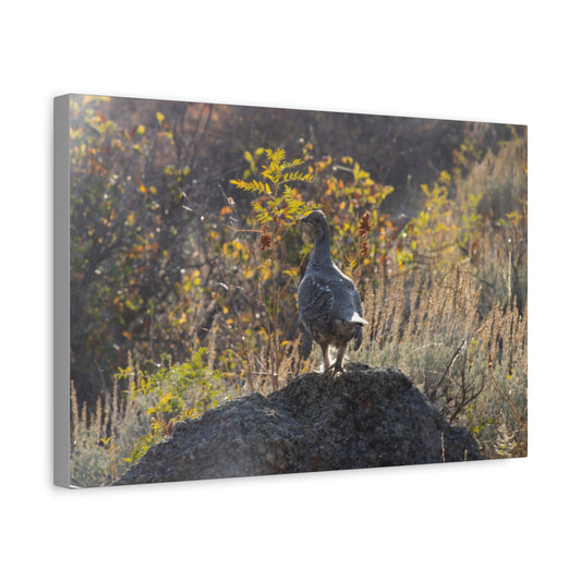 Wyoming Sage Grouse Canvas