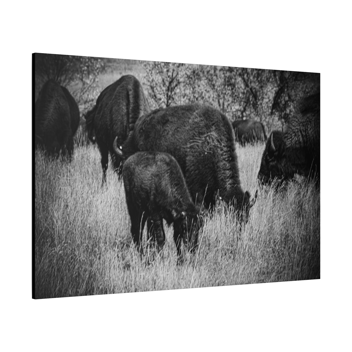 Black and White Buffalo Canvas