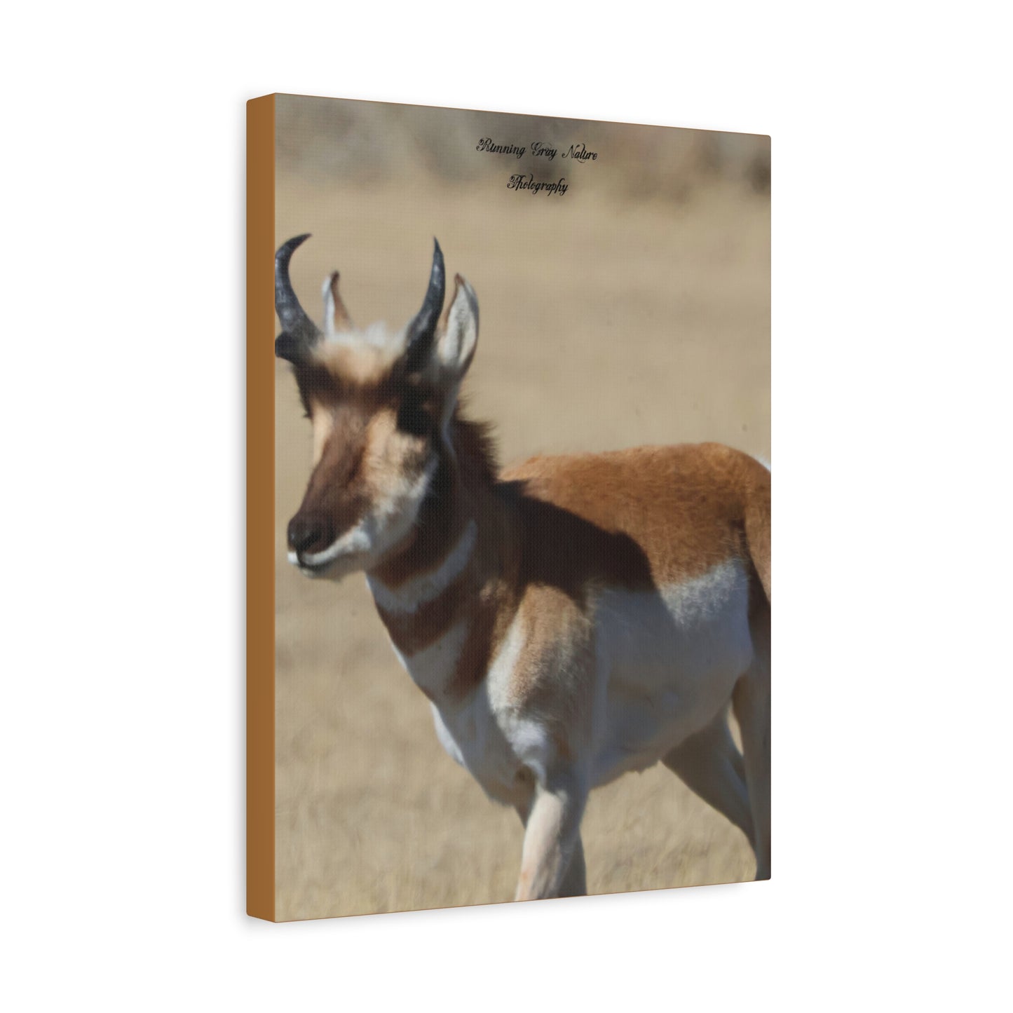 Wyoming Pronghorn Matte Canvas, Stretched, 1.25"