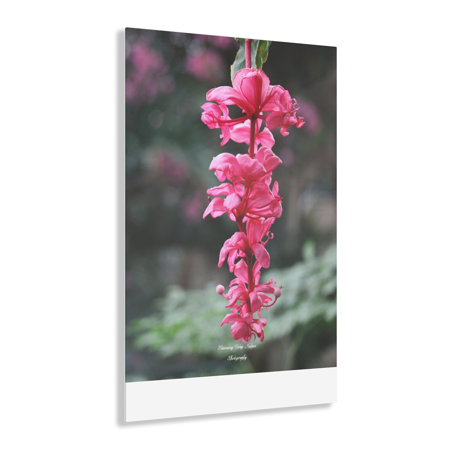 Showy Medinilla Acrylic Prints