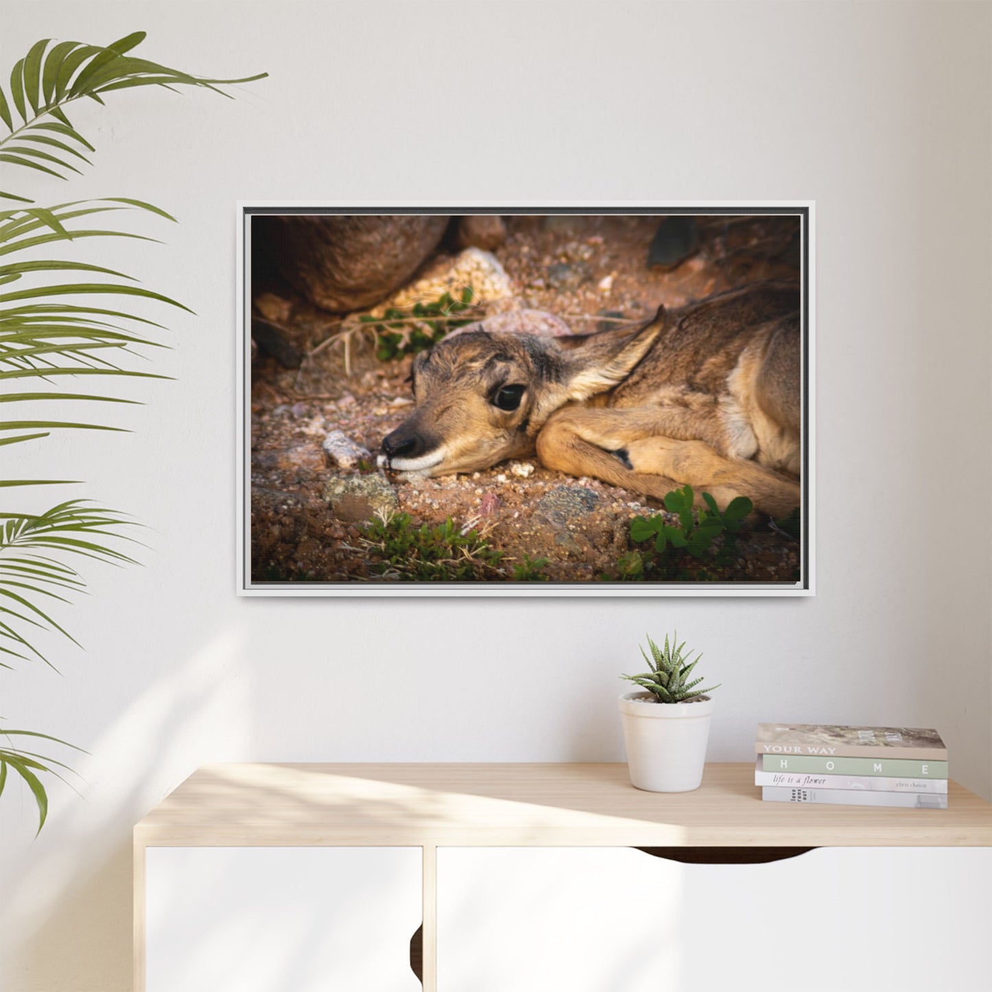 Baby Antelope Framed Canvas