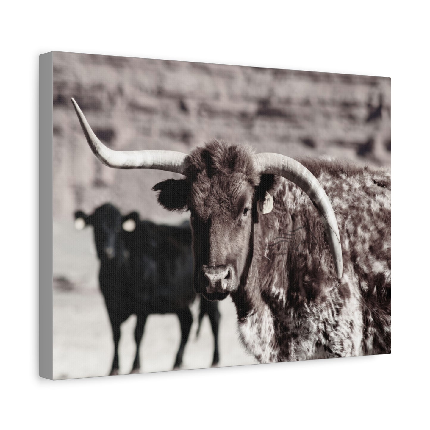 Rustic Longhorn Canvas