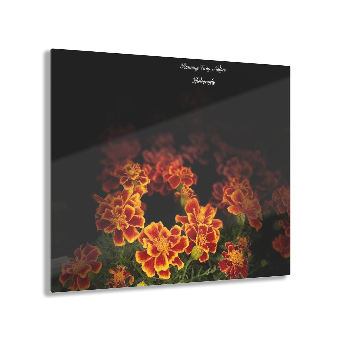 French Marigold Acrylic Prints