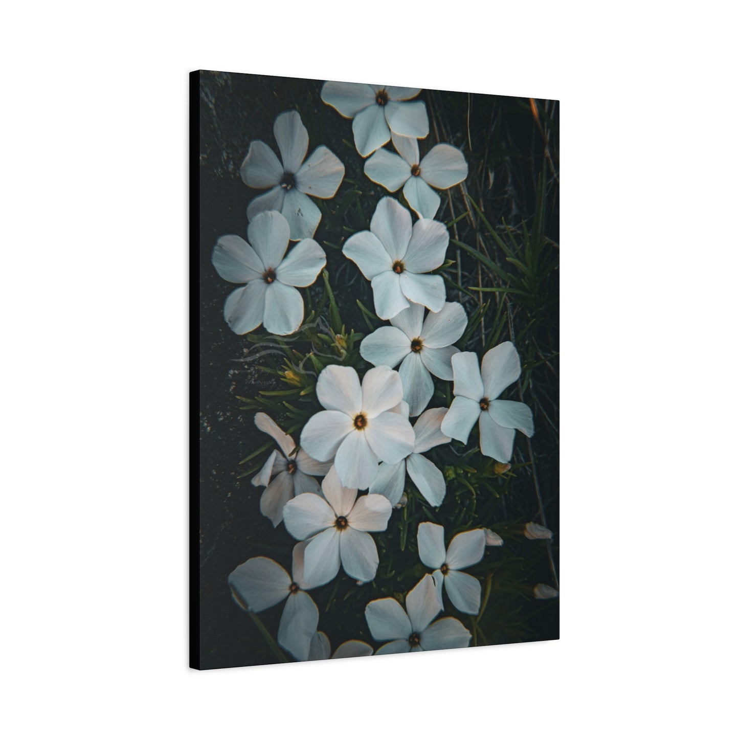 Rock Jasmine Canvas