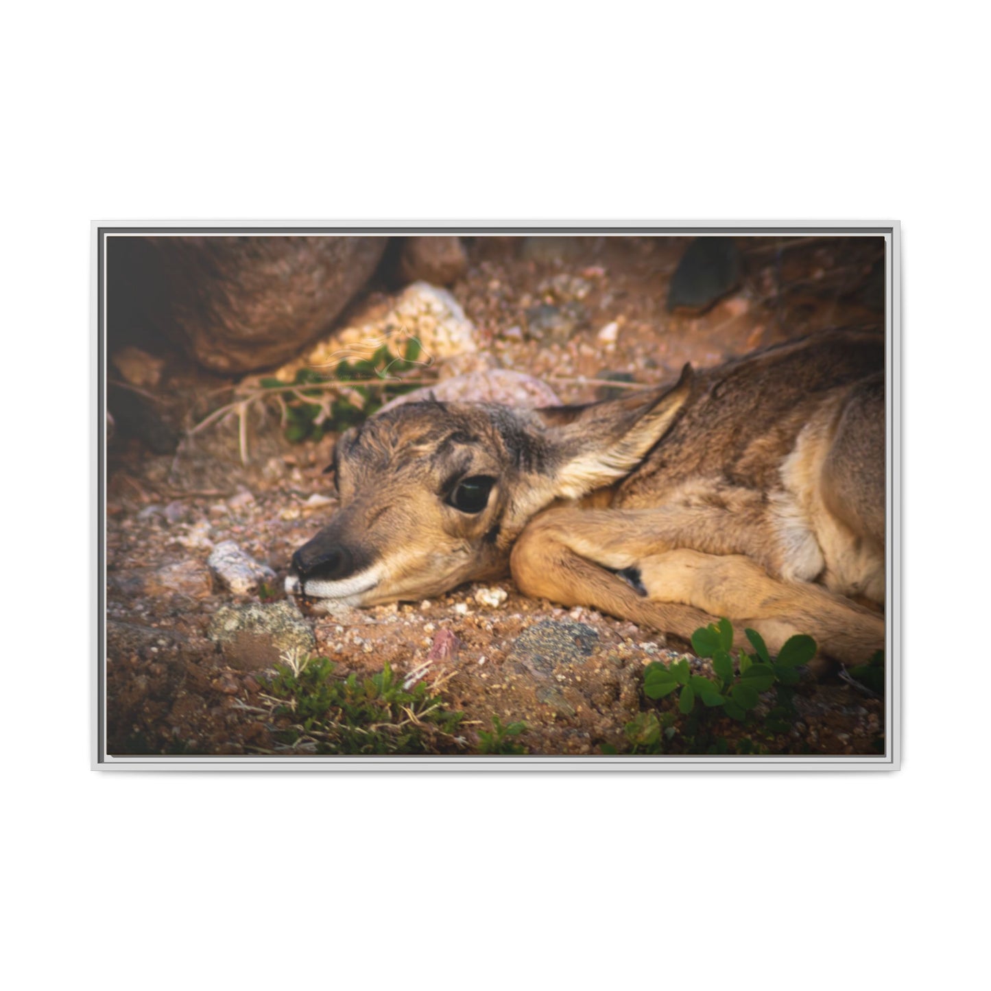 Baby Antelope Framed Canvas