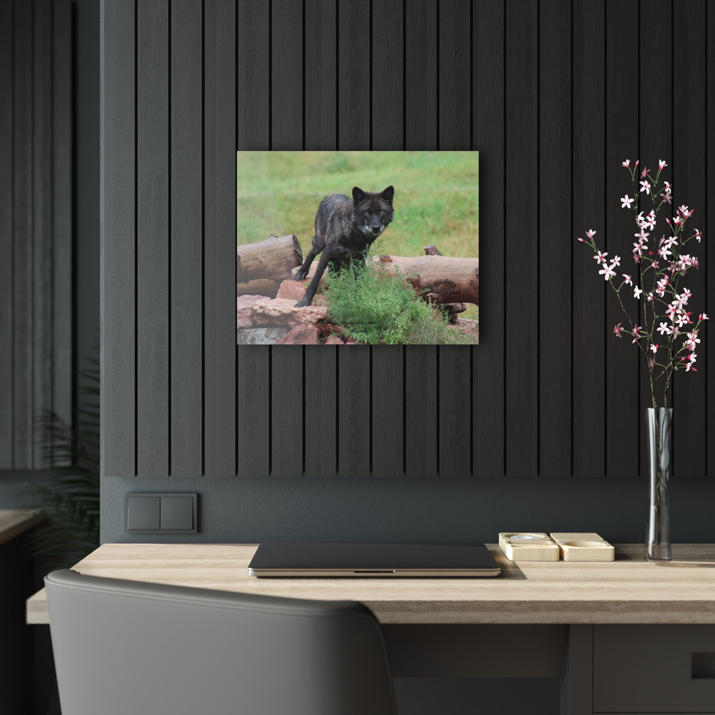 Black Wolf Acrylic Prints