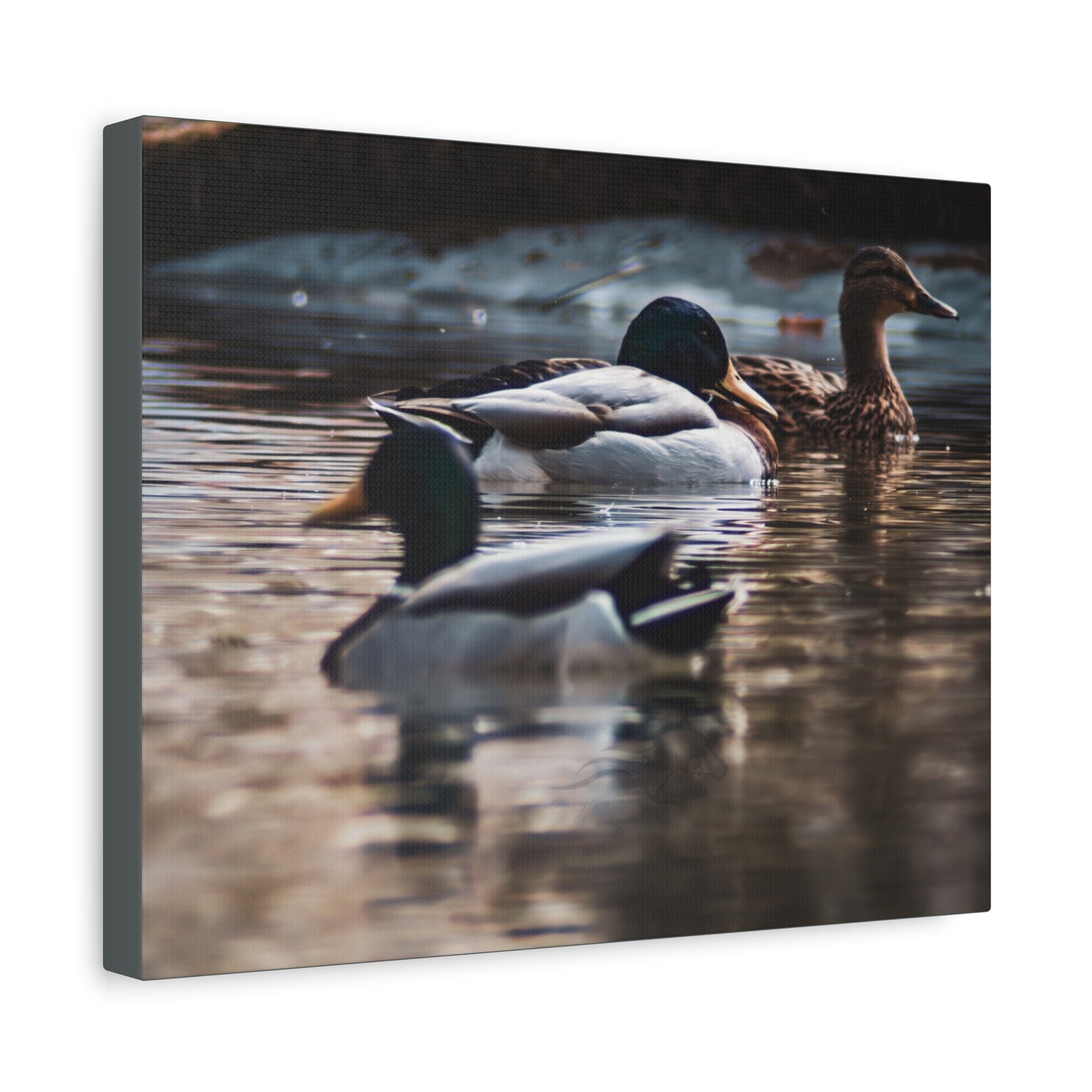 Mallard Ducks Canvas