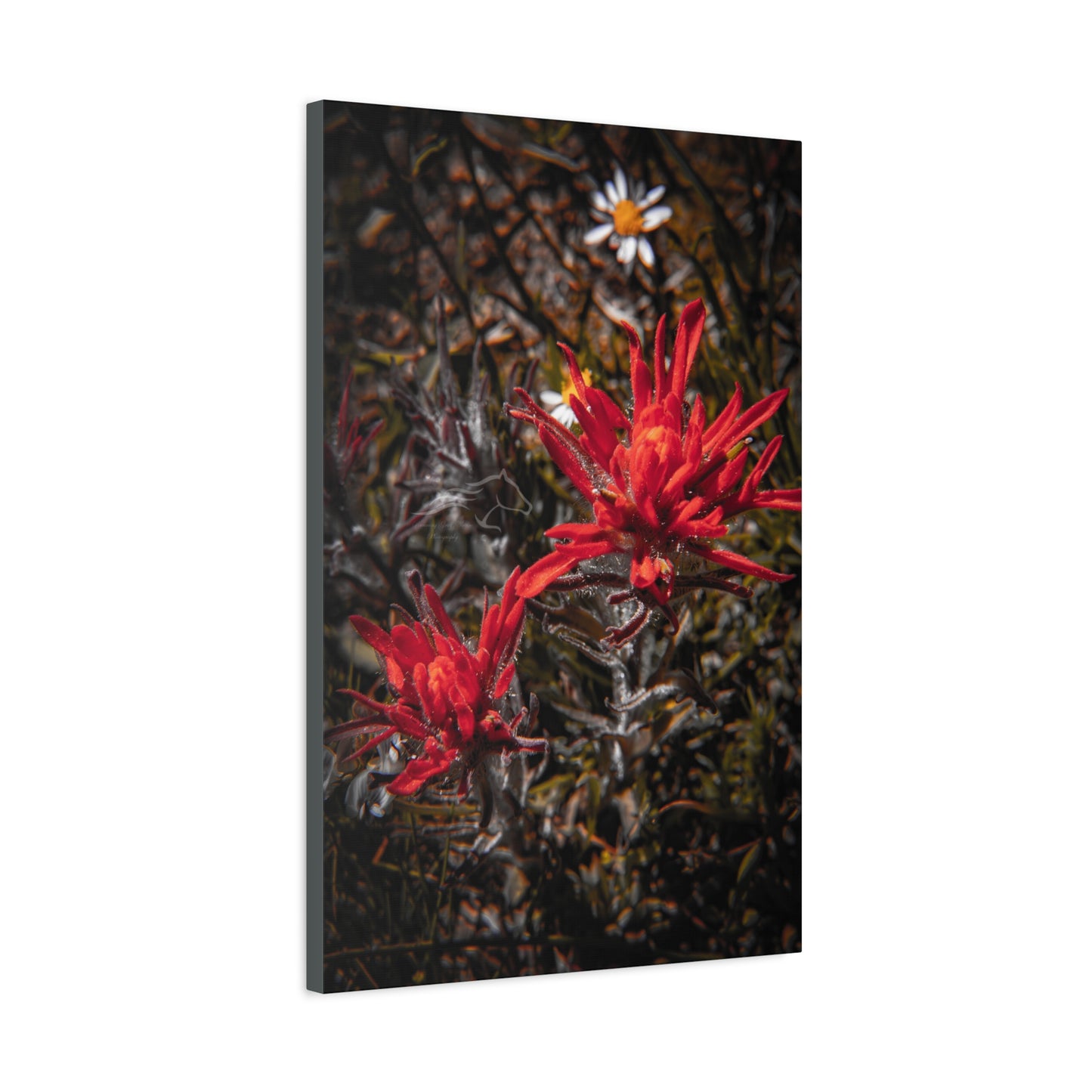 Black and Red Indian Paint Brush Canvas